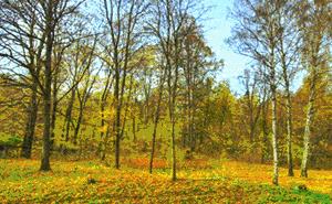 不会笑怎么拍照,不会拍照有多尬