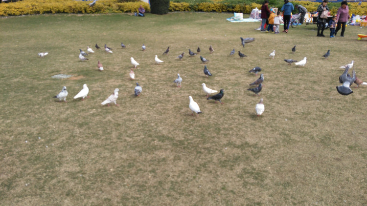 鹭岛靓湖——厦门筼筜湖，海湾公园（厦门深度游39）