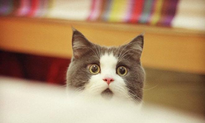 炫龙毁灭者dd2屏幕多少色域,炫龙毁灭者ddpro是否高色域屏幕