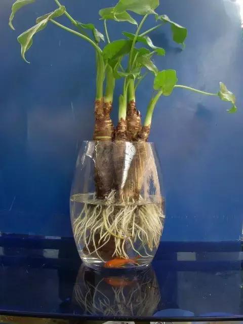 室内用水养的花,一帆风顺花可以直接用水养