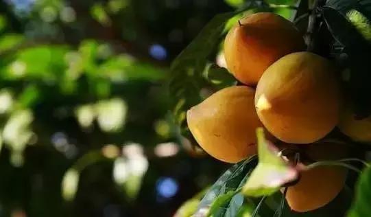 人类未来的重要食物是什么,美国十大未来食物