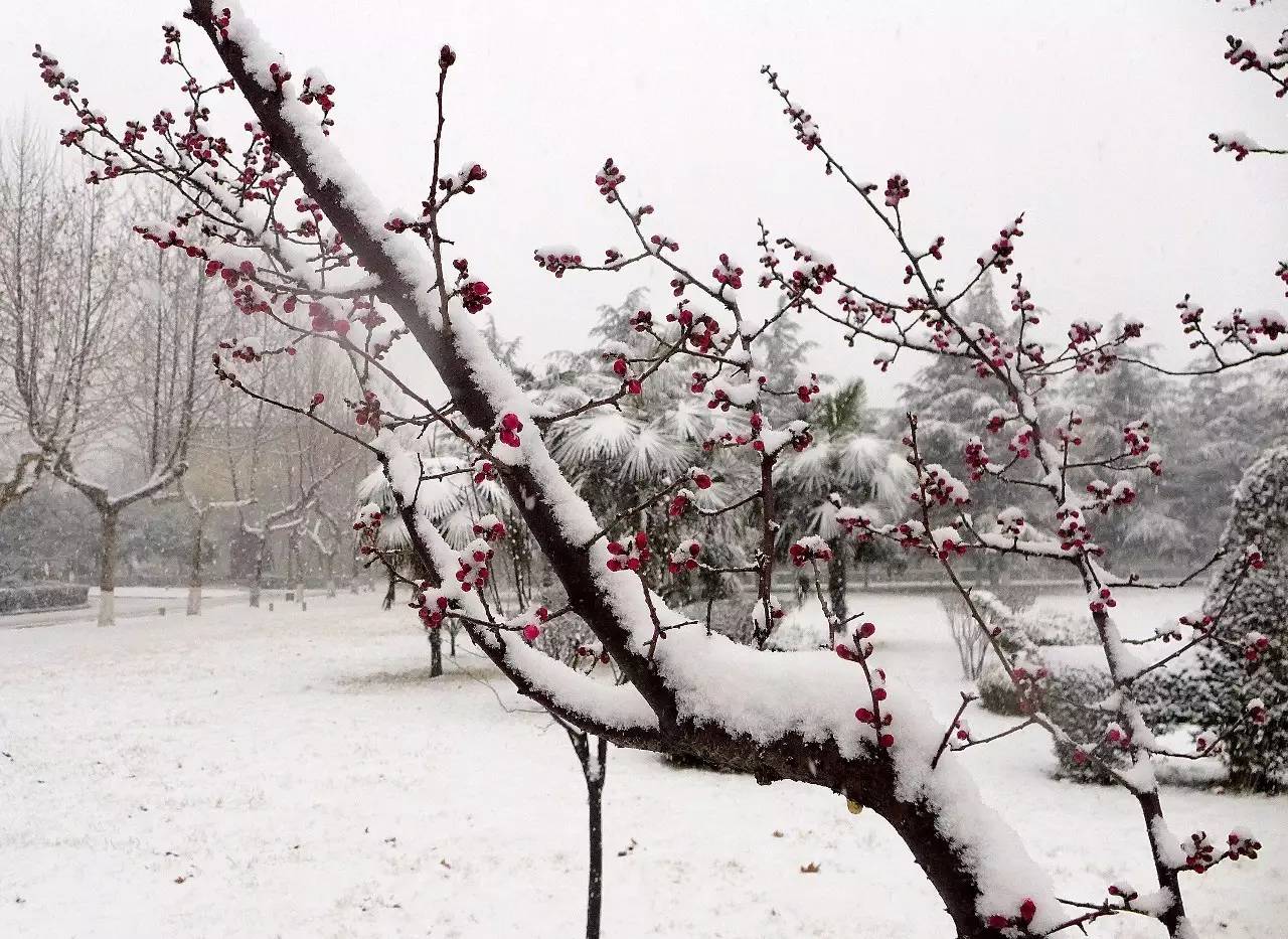 印象渭南：情寄雪梅