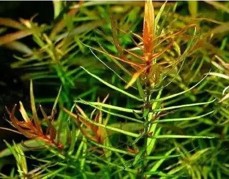 坏水质,草缸水质都要注意哪些