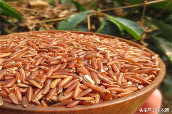 广西黑米饭的由来,云南紫米和黑米的区别