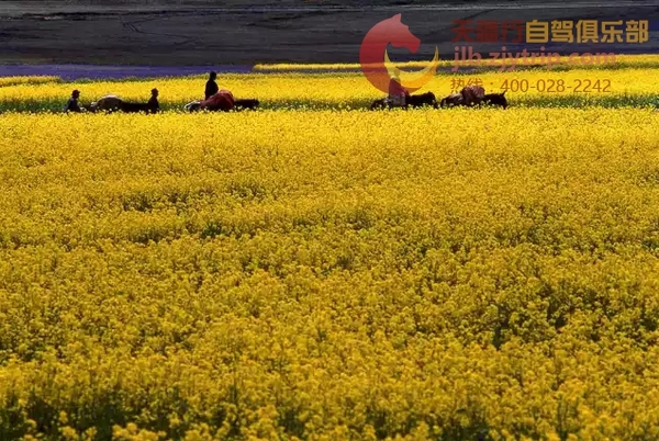 成都到西安包车多少钱一天,成都包车到拉萨川藏南线11日游