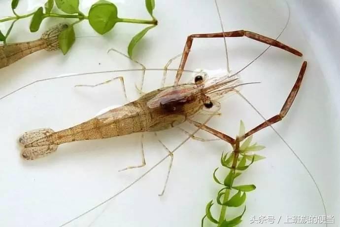 12种常见虾图解大全,各种虾的区别及图片