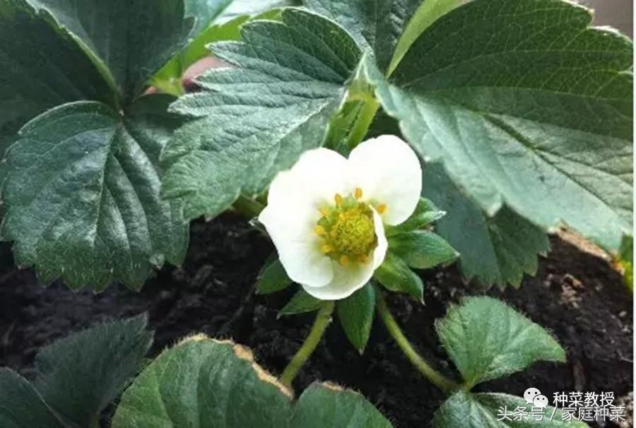 家庭怎样种植草莓施肥最好,买的草莓籽种植方法全过程小视频