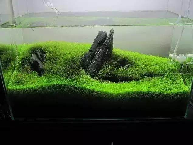 坏水质,草缸水质都要注意哪些