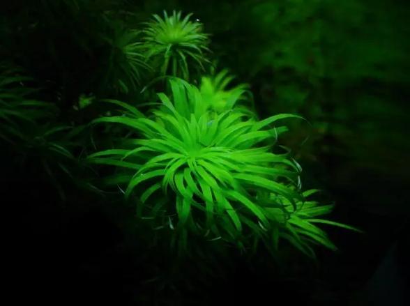 坏水质,草缸水质都要注意哪些