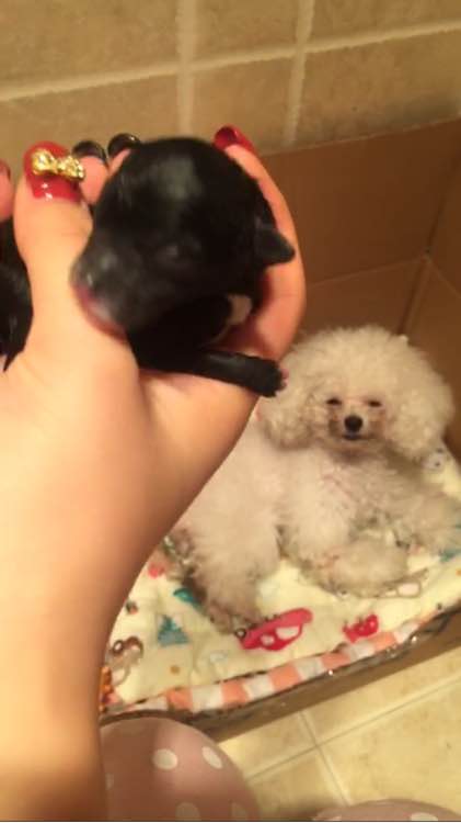 泰迪被小土狗欺负生下了田园版泰迪，网友纷纷留言说我也想要一只