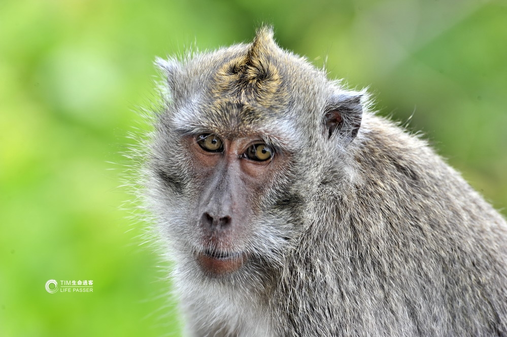 巴厘岛情人崖猴子,巴厘岛最美情人崖