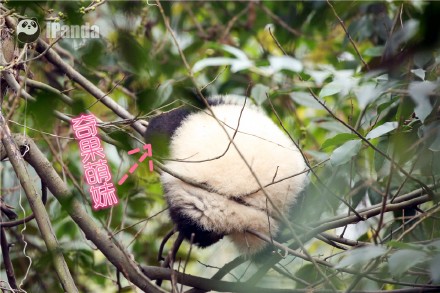 中国十大最火的外国网红,抖音百万网红姐弟抱大腿
