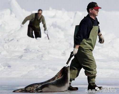 国际海豹日守护海洋,国际海豹日别让海豹变海豹