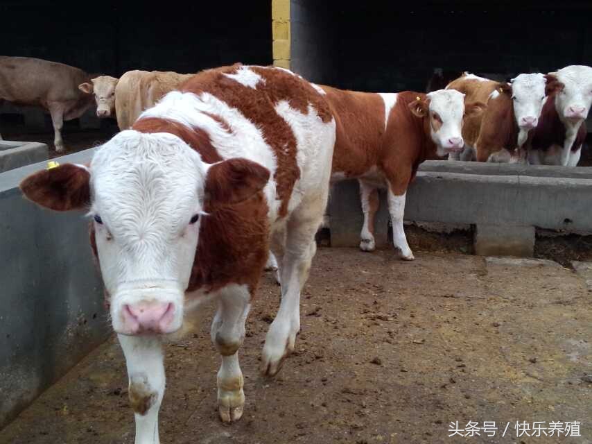 养牛怎样处理牛应激期,牛常见病养牛技术