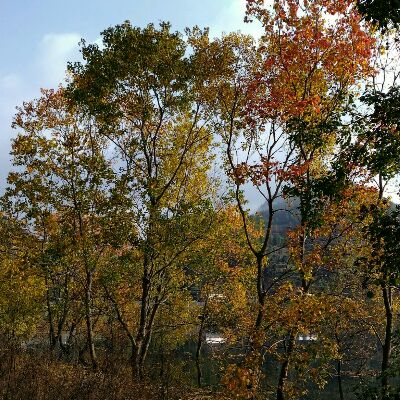 黎里古镇门票价格,黎里古镇烟雨江南