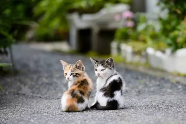 流浪动物救助志愿者全集,遇见流浪动物时怎么做最合适