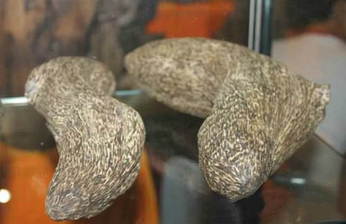 中国800元在越南买沉香,上海人在越南买假沉香