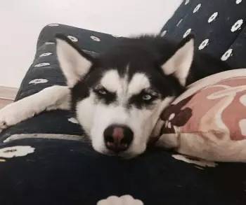 狗狗生病了吃什么食物,狗狗生病了吃点什么好