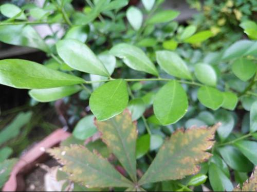 华为p10plus麒麟960,麒麟960徕卡双摄