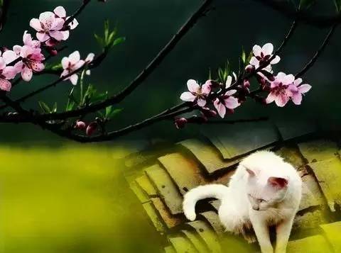 元曲春天,宋词里的春天意境深远