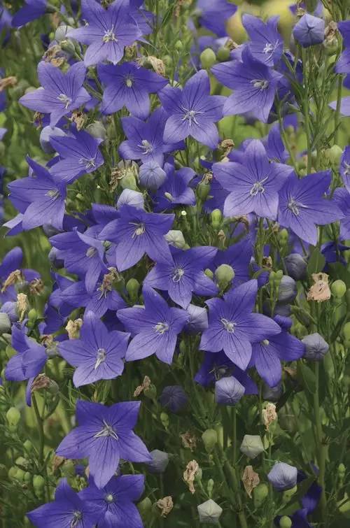 桔梗花：爱你永不悔