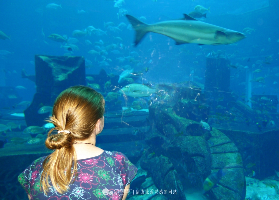 迪拜的第一大海洋馆,迪拜摩尔海洋馆