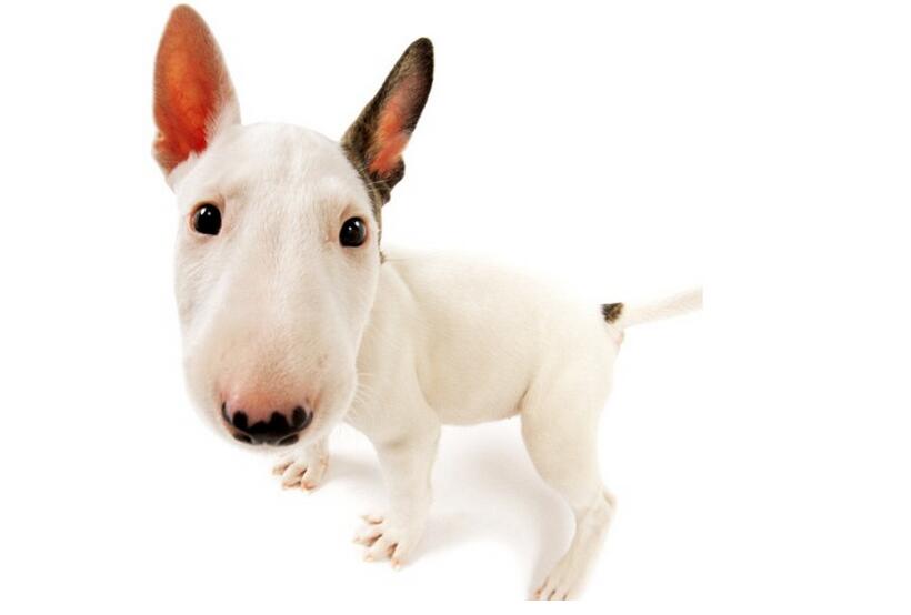 牛头梗咬死自家小狗,牛头梗犬咬死主人