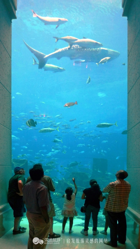 迪拜海洋馆房间,迪拜海底世界