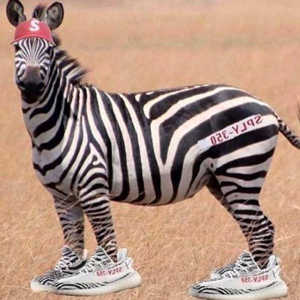 aj斑马,白色斑马aj