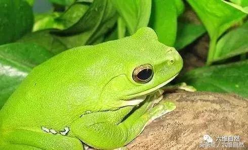 小时候被尿扎到了用什么药,小时候被吓尿裤子长大会有影响吗