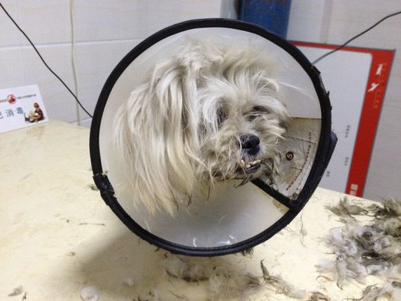 忠诚小狗看门,最忠诚的狗守护主人