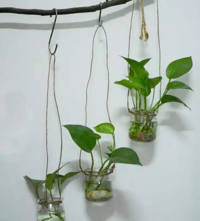 绿萝要怎么装饰才好看,如何将绿萝装饰得更高级