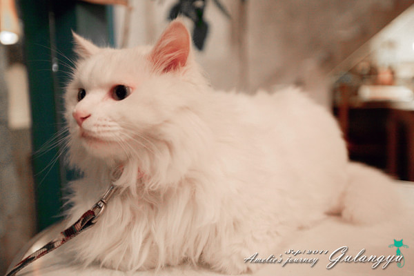 鼓浪屿旅行攻略最新,鼓浪屿旅行攻略大全