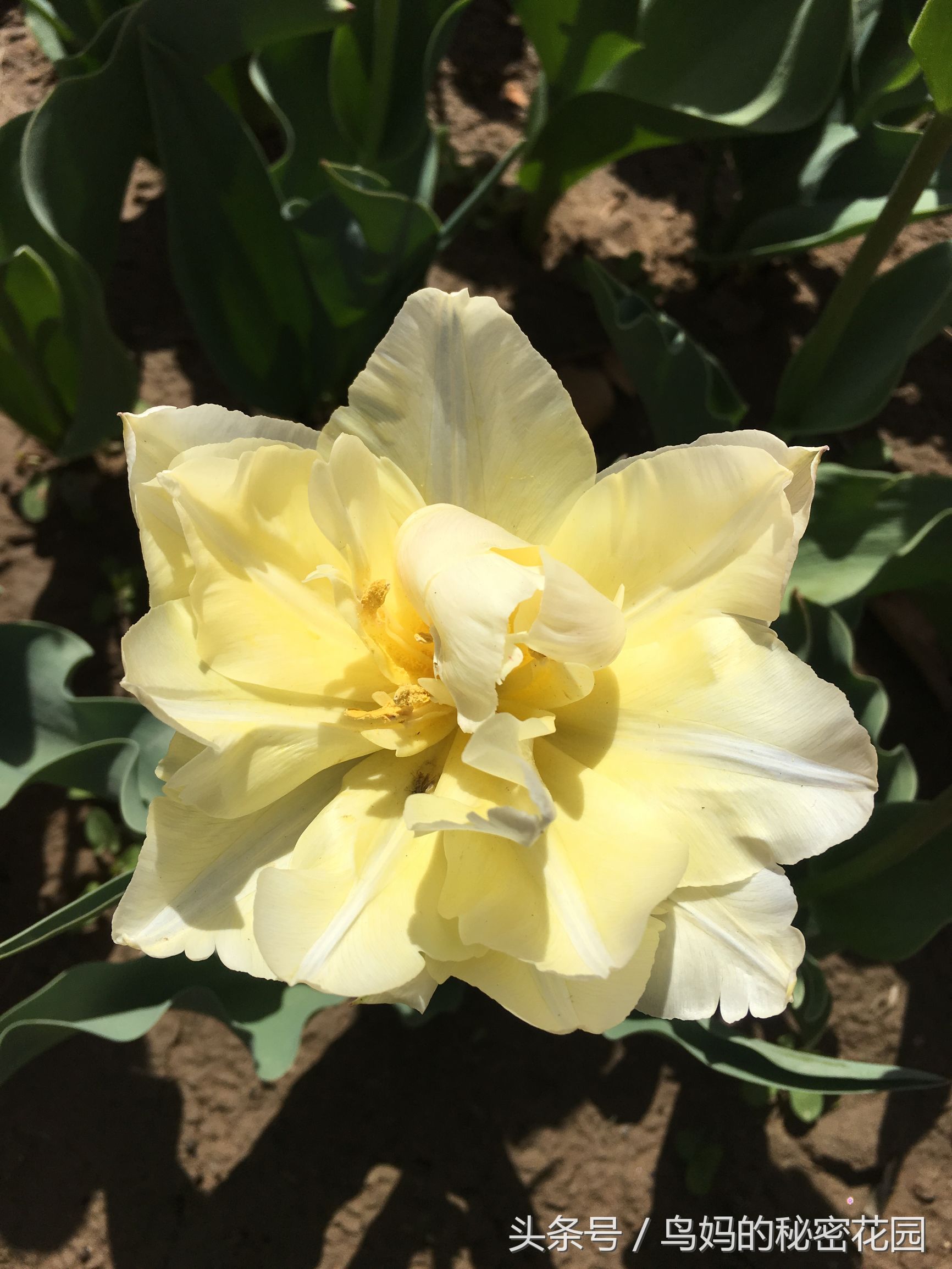 郁金香土培开了花还能复花吗,哪些郁金香花可以复花种植