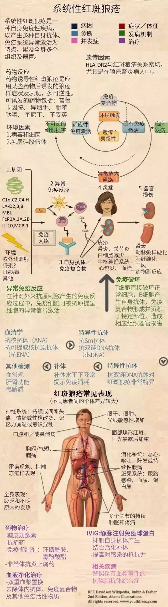 狼疮肾炎5型饮食吃什么,狼疮患者饮食口诀