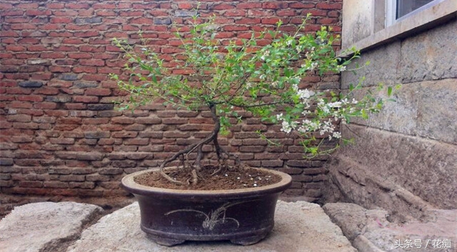 欧李在我国哪些地方最适合种植,野生欧李能移栽吗