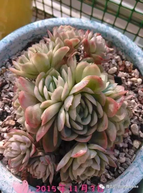 一株多肉治愈整个人心,一棵多肉的逆袭