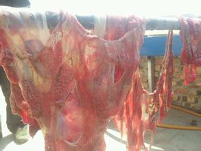 为什么牛羊的胎盘要挂树上,农村动物胎盘为啥挂树上