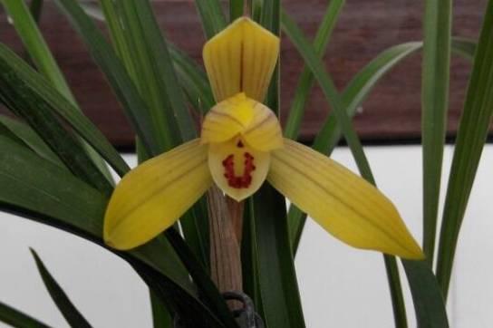 云南最贵的兰花品种有几种,云南兰花名贵品种图片介绍