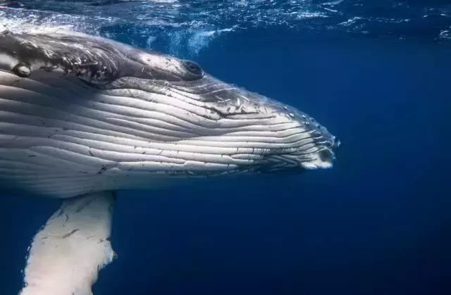 汤加国家旅游攻略,汤加国内旅游