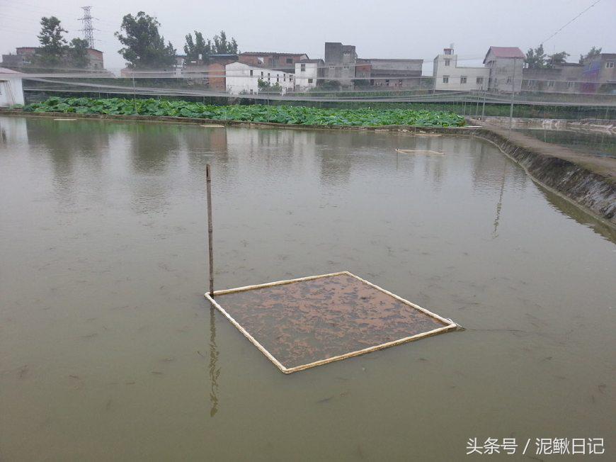 泥鳅养殖场需要注意的问题及对策,影响泥鳅养殖成活率的因素