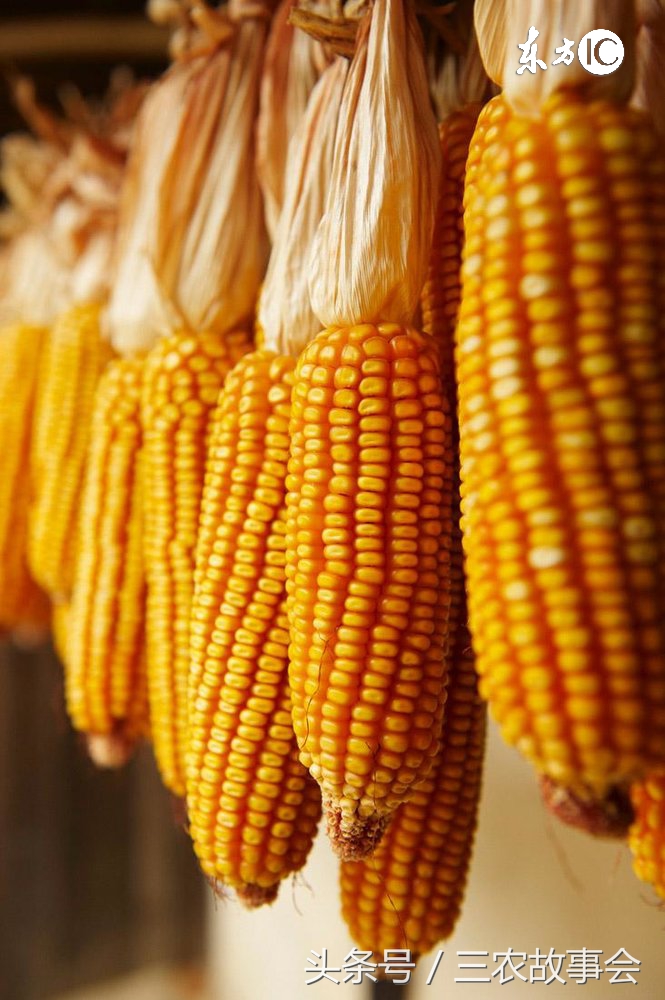 农民卖玉米收粮贩子有什么猫腻,农民卖玉米处理过程注意什么