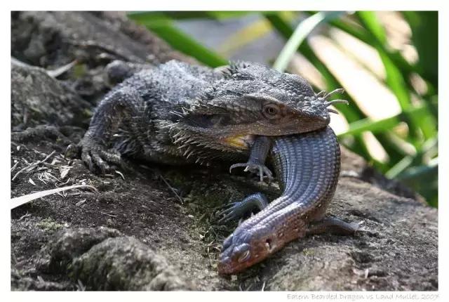 黑色鬃毛的狮子厉害吗,黑色鬃狮蜥