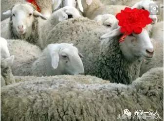 养羊的10大忠告完整,养羊的十大心酸