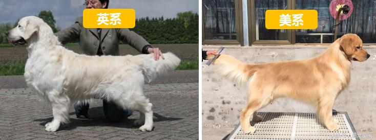 金毛寻回犬常见病,金毛寻回犬介绍大全图片高清