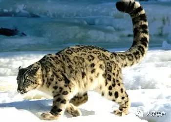 熊猫还是中国一级保护动物吗,秦金丝猴是国家一级保护动物