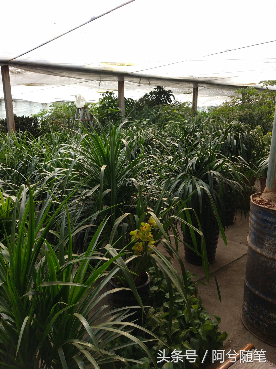 适合在农村创业的十大好项目推荐,5种适合农村人创业的小投入项目