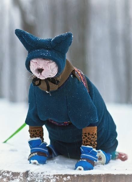 一种很奇怪的猫,一种长得很奇怪的猫