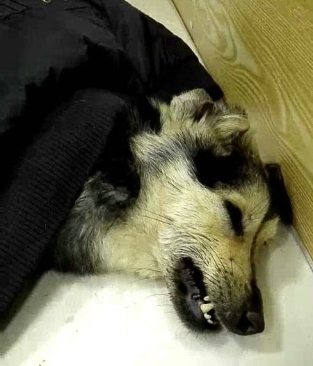 二逗的一天,二逗的快乐生活