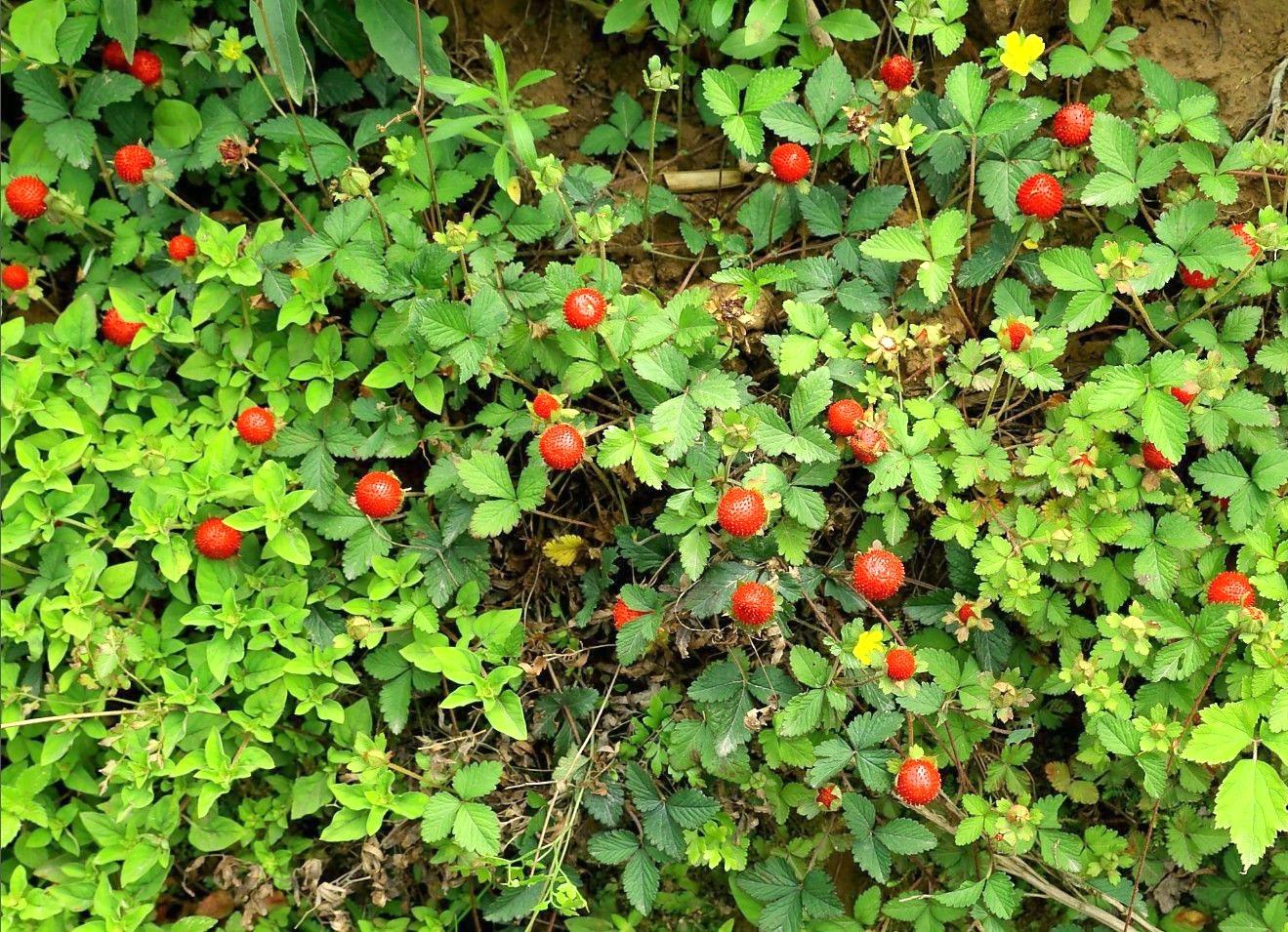 《本草》植物志之蛇莓蛇含：与蛇为伍，却不蛇心蛇貌